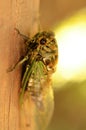 Young Cicada glistens in the sunlight after hatching Royalty Free Stock Photo