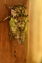 Cicada bright green wings unfurl after moulting Royalty Free Stock Photo