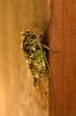 Cicada insects produce very loud sounds Royalty Free Stock Photo