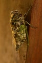 Cicada closeup showing big round brown eyes Royalty Free Stock Photo