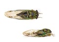Cicada Royalty Free Stock Photo
