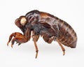 Cicada Royalty Free Stock Photo