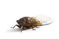 Cicada Royalty Free Stock Photo