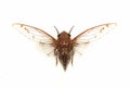 Cicada Royalty Free Stock Photo
