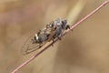 Cicada Royalty Free Stock Photo