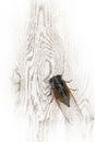 The cicada Royalty Free Stock Photo