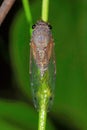 Cicada, Aarey Milk Colony , INDIA Royalty Free Stock Photo