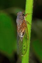 Cicada, Aarey Milk Colony , INDIA Royalty Free Stock Photo