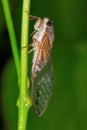 Cicada, Aarey Milk Colony , INDIA. The cicadas are a superfamily, the Cicadoidea, of insects in the order Hemiptera Royalty Free Stock Photo