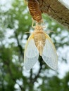 Cicada Abs Six Pack Royalty Free Stock Photo