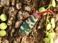 cicada Royalty Free Stock Photo