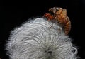 Cicada bark on clematis seed head Royalty Free Stock Photo