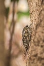 Cicada Royalty Free Stock Photo