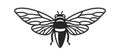 Cicada Beetle Insect Icon on White Background. Vector Royalty Free Stock Photo