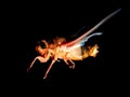 Cicada on black background Royalty Free Stock Photo