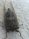 Cicada Royalty Free Stock Photo