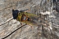 Cicada on a bleached wood background Royalty Free Stock Photo