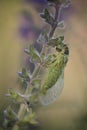 Cicada Royalty Free Stock Photo