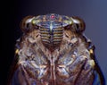 Cicada Bug. Cicada insect. Cicada stick Extreme on tree at the park of thailand Tremendous musical abilities of cicada. insect sin