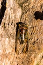 Cicada Bug. Cicada insect. Cicada stick on tree at the park of thailand Tremendous musical abilities of cicada. Royalty Free Stock Photo