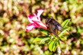 Cicada Bug. Cicada insect. Cicada stick on tree at the park of thailand Tremendous musical abilities of cicada. Royalty Free Stock Photo