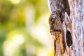 Cicada Bug. Cicada insect. Cicada stick on tree at the park of thailand Tremendous musical abilities of cicada. Royalty Free Stock Photo