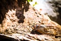 Cicada Bug. Cicada insect. Cicada stick on tree at the park of thailand Tremendous musical abilities of cicada. Royalty Free Stock Photo