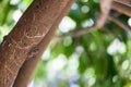 Cicada Bug , Cicada insect on wood on tree with green background Royalty Free Stock Photo