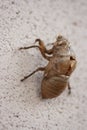 Cicada Bug Molt Exoskeleton on White Wall Royalty Free Stock Photo