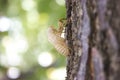 Cicada bug shell close up view Royalty Free Stock Photo