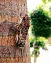 Cicada that can make noise in the forest. Royalty Free Stock Photo