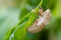 Cicada exoskeleton on a green leaf