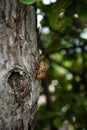 Cicada cast skin or exuviae