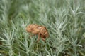 Cicada cast skin or exuviae Royalty Free Stock Photo