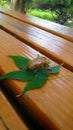 Cicada is caught on a maple leaf. Royalty Free Stock Photo