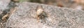 Cicada cicadidae a black large flying chirping insect or bug or beetle on a stone curb. animals living in hot countries in Turkey.