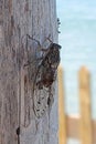 Cicada Cicadidae Bug Insects Sound Sun Hot Weather