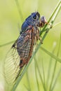 Cicada Cicadidae. Males chirp, or sing, mostly during the hottest time of the day.