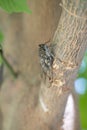 Cicada (Cicadidae) resting on a tree branch. Macro photography