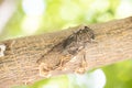 Cicada (Cicadidae) resting on a tree branch. Macro photography Royalty Free Stock Photo