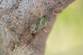 Cicada (Cicadidae) resting on the trunk of a tree. Macro photography