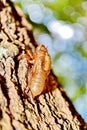 Cicada (Cicadidae) Skin