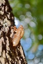 Cicada (Cicadidae) Skin