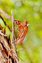 Cicada (Cicadidae) Skin Clinging to a Tree