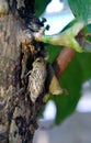 Cicada climbing to the trunkin the sunlight