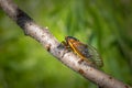 Cicada climbs a tree branch Royalty Free Stock Photo