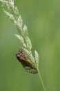 Cicada Clinging to White Grass Seeds - 13 year 17 year - Magicicada Royalty Free Stock Photo