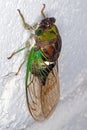 Cicada