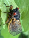 Cicada Close Up Royalty Free Stock Photo