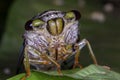 Cicada close up photo